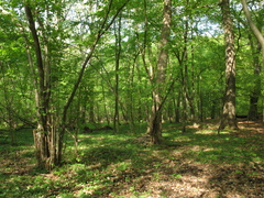 Lamium galeobdolon galeobdolon