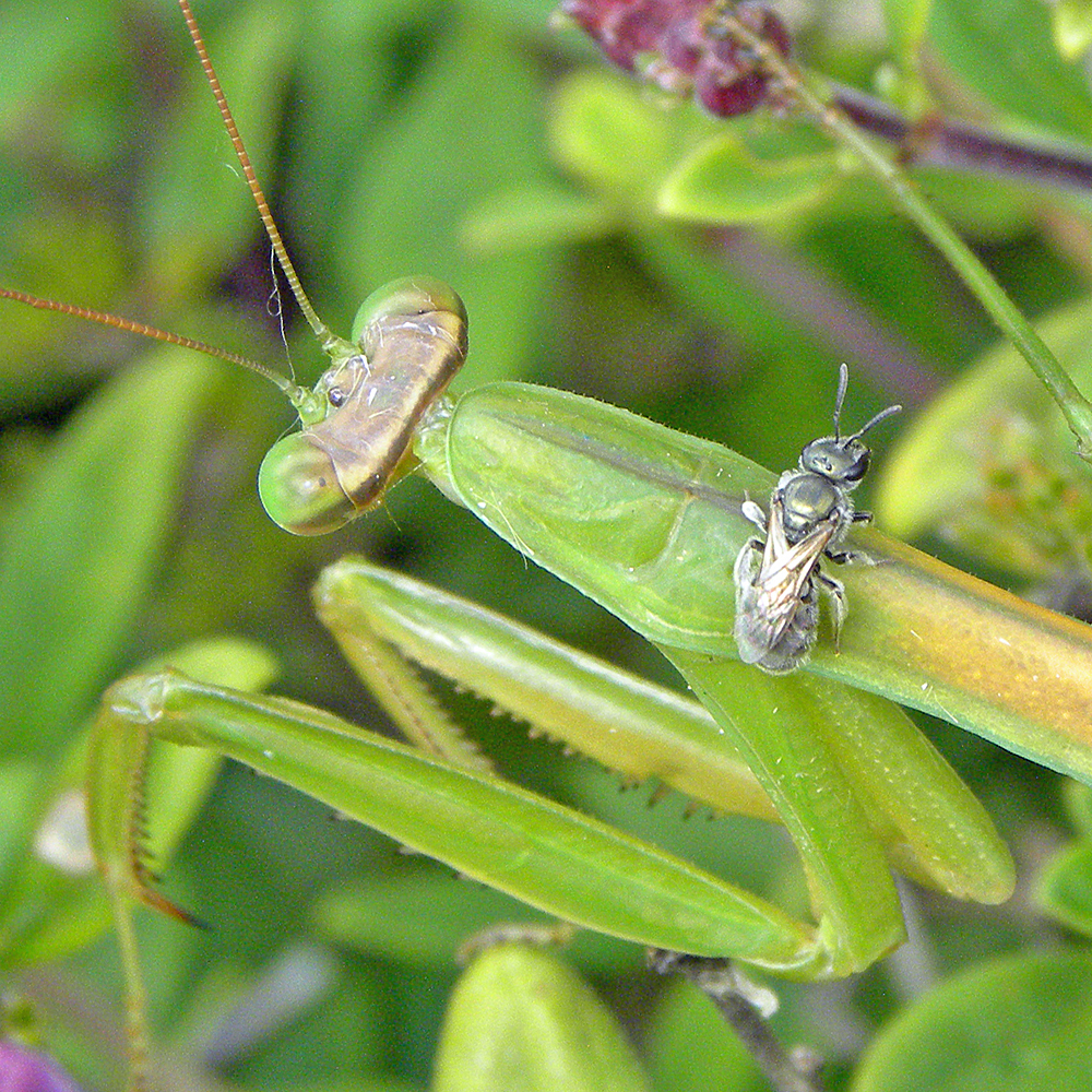 Chinese Mantis in August 2022 by M. Whitson. Giant mantis season has ...