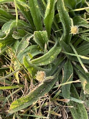 Plantago lanceolata