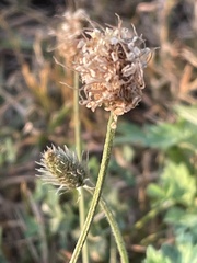 Plantago lanceolata