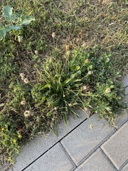 Plantago lanceolata