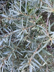 Hippophae