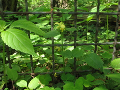 Lamium galeobdolon galeobdolon