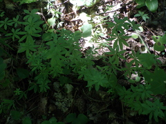 Galium intermedium