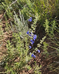 Salvia azurea