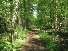 Lamium galeobdolon galeobdolon