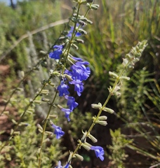 Salvia azurea
