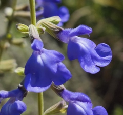 Salvia azurea