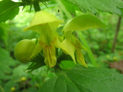 Lamium galeobdolon galeobdolon
