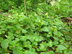 Lamium galeobdolon galeobdolon