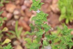 Spermacoce articularis