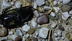 Hydrophilus insularis