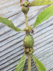 Neolasioptera lycopi