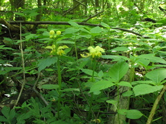 Lamium galeobdolon galeobdolon