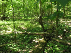 Lamium galeobdolon galeobdolon