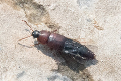 Tachinus elongatus