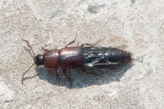 Tachinus elongatus