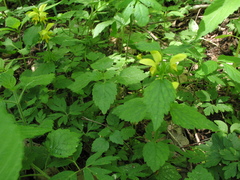 Lamium galeobdolon galeobdolon