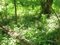 Lamium galeobdolon galeobdolon