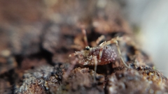 Lophopilio palpinalis