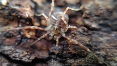 Lophopilio palpinalis