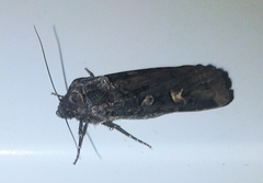 Actebia fennica