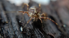 Lophopilio palpinalis