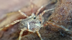 Lophopilio palpinalis
