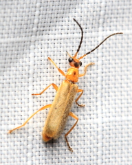 Rhagonycha triangulifera