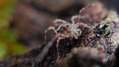 Lophopilio palpinalis