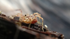 Lophopilio palpinalis