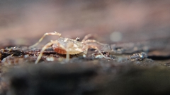 Lophopilio palpinalis