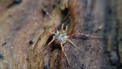 Lophopilio palpinalis