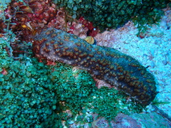Holothuria fuscocinerea