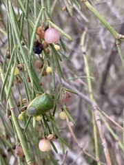 Acrosternum rubescens