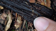 Lophopilio palpinalis