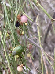 Acrosternum rubescens