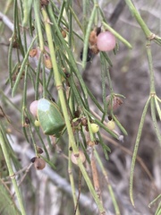 Acrosternum rubescens