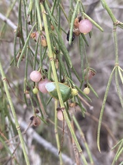 Acrosternum rubescens