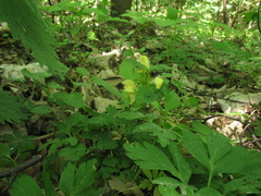 Lamium galeobdolon galeobdolon