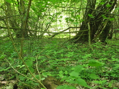 Lamium galeobdolon galeobdolon