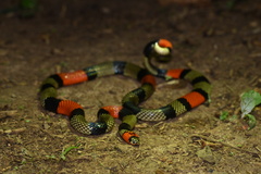 Micrurus obscurus