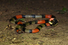 Micrurus obscurus