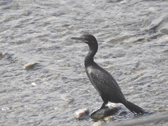 Nannopterum brasilianum