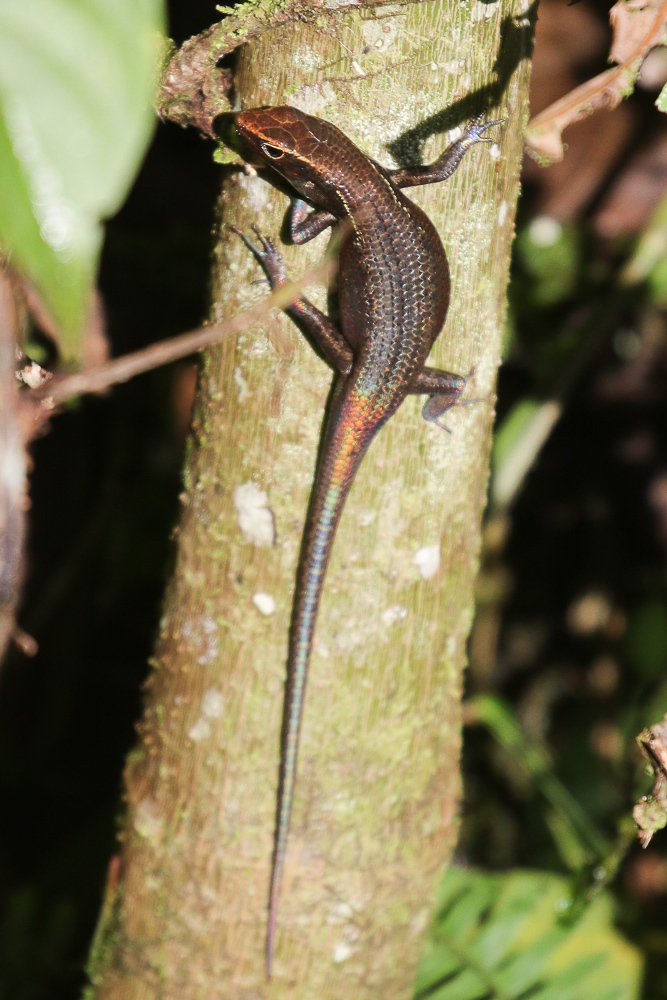 Aramia Rainbow Skink