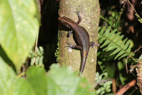Aramia River Rainbow Skink