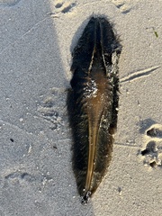 Callorhinchus capensis