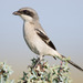 Loggerhead Shrike - Photo (c) Greg Lasley, some rights reserved (CC BY-NC), uploaded by Greg Lasley