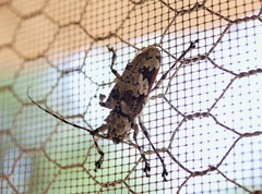 Ancylonotus tribulus