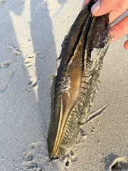 Callorhinchus capensis